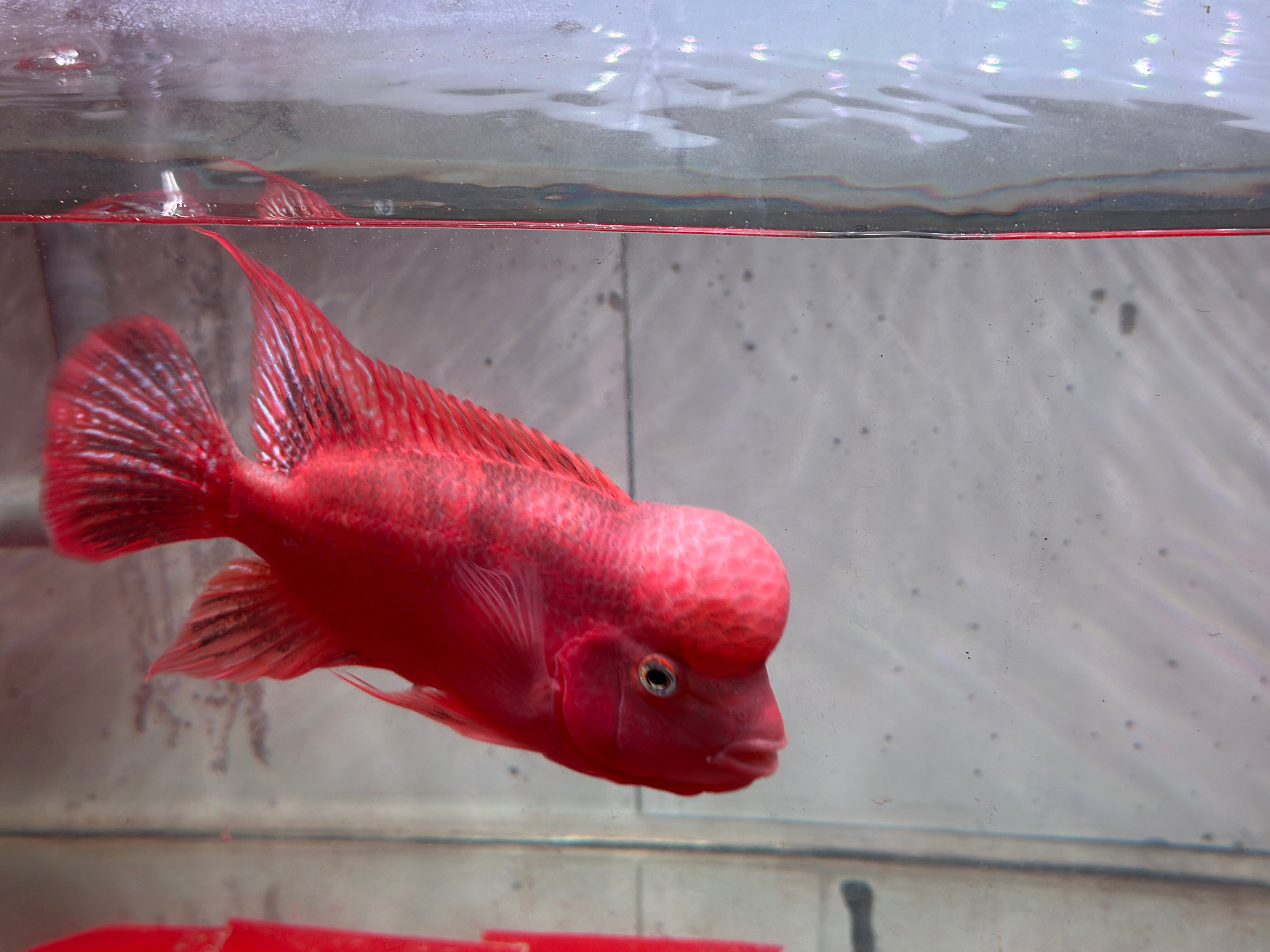 Super Red Monkey Flowerhorn 7–8 inches | Full Red Body | Massive Kok | Premium Grade | PNPV.US