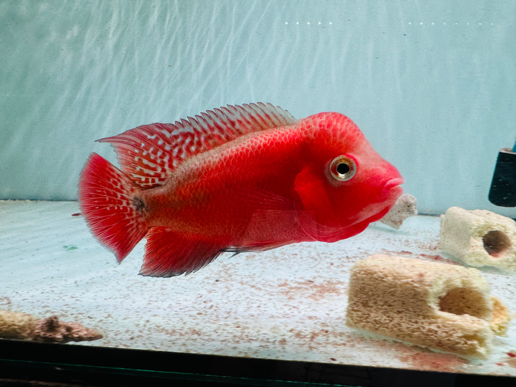 Super Red Monkey VIP Flowerhorn Small Size 2.5 inches - Big Head & Good Color