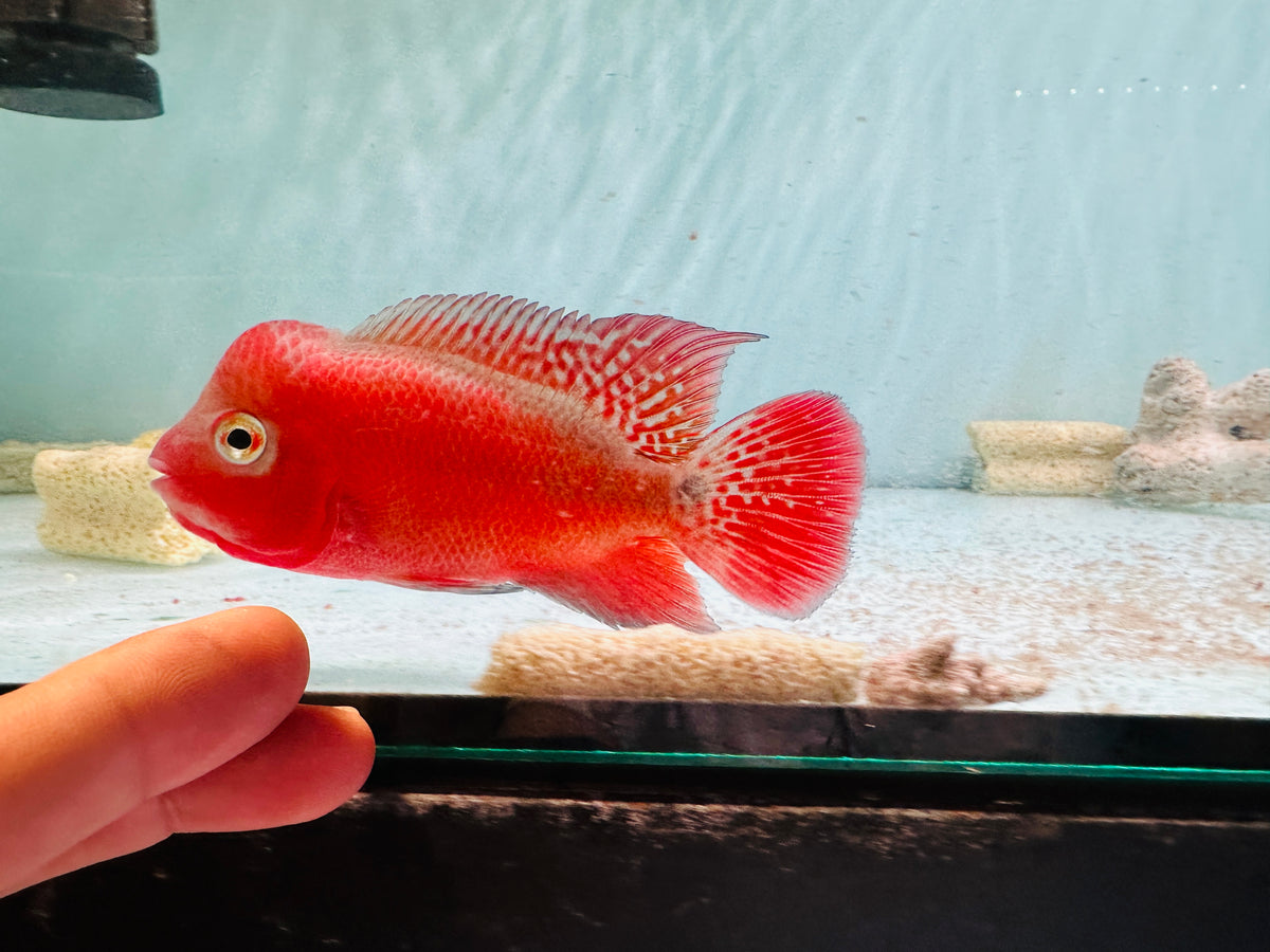 Super Red Monkey VIP Flowerhorn Small Size 2.5 inches - Big Head & Good Color