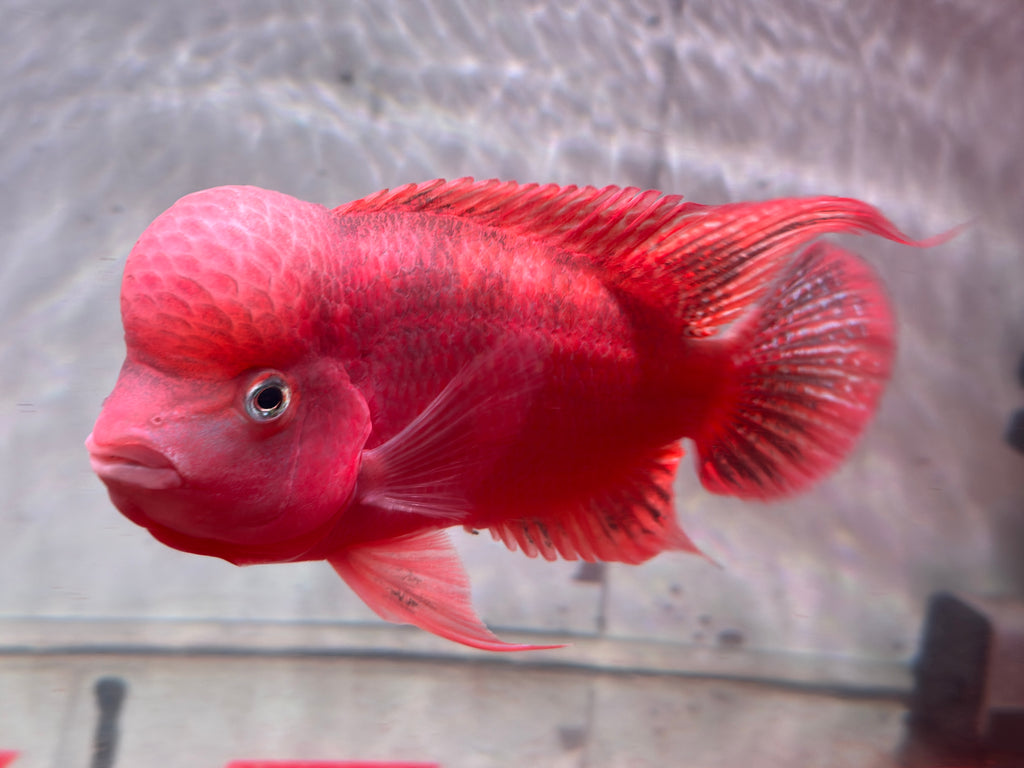 Super Red Monkey Flowerhorn 7–8 inches | Full Red Body | Massive Kok | Premium Grade | PNPV.US