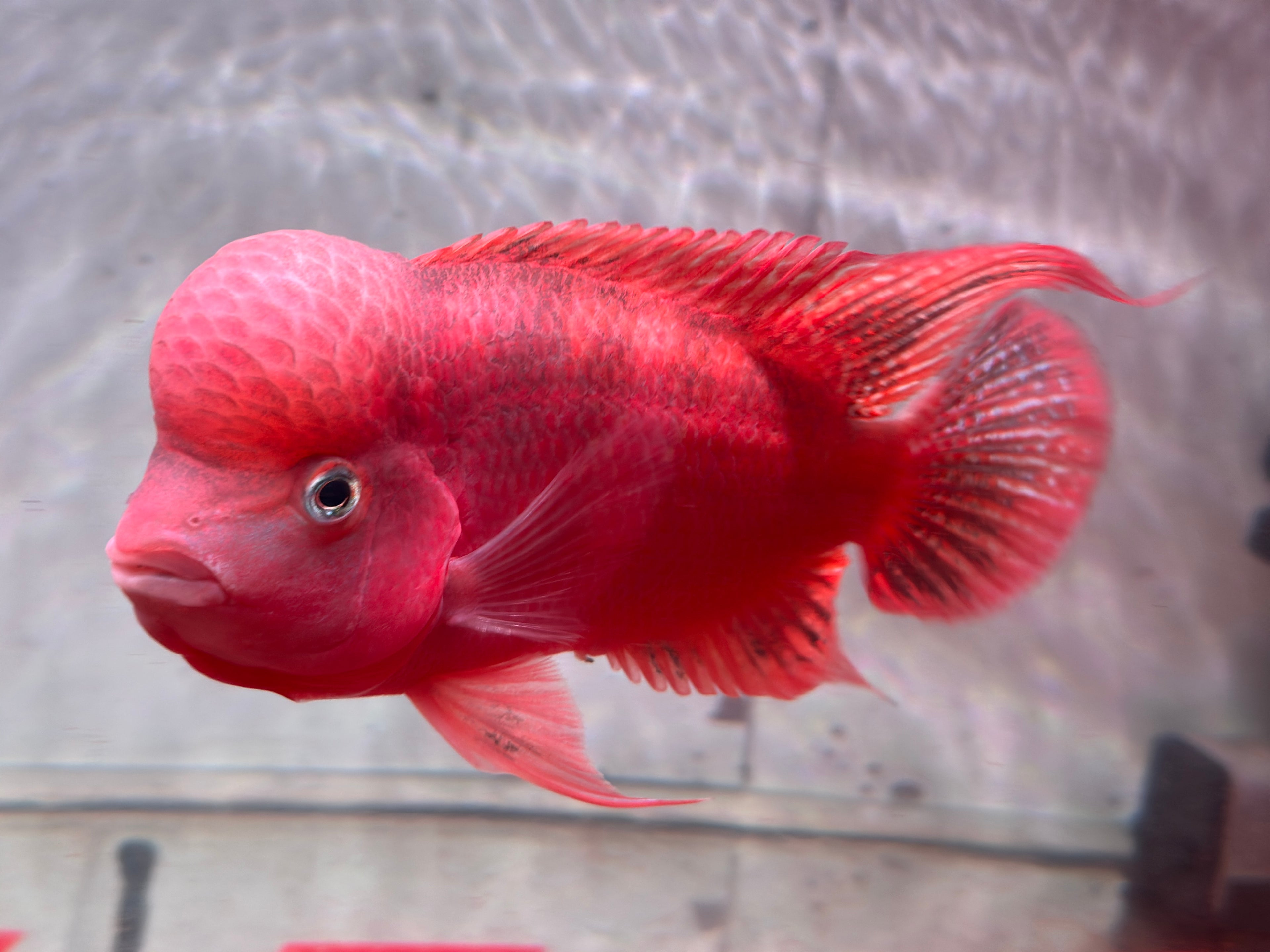 Super Red Monkey Flowerhorn 7–8 inches | Full Red Body | Massive Kok | Premium Grade | PNPV.US