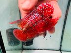 Super Full Red Kamfa Flowerhorn F3 VIP - PNPV 14