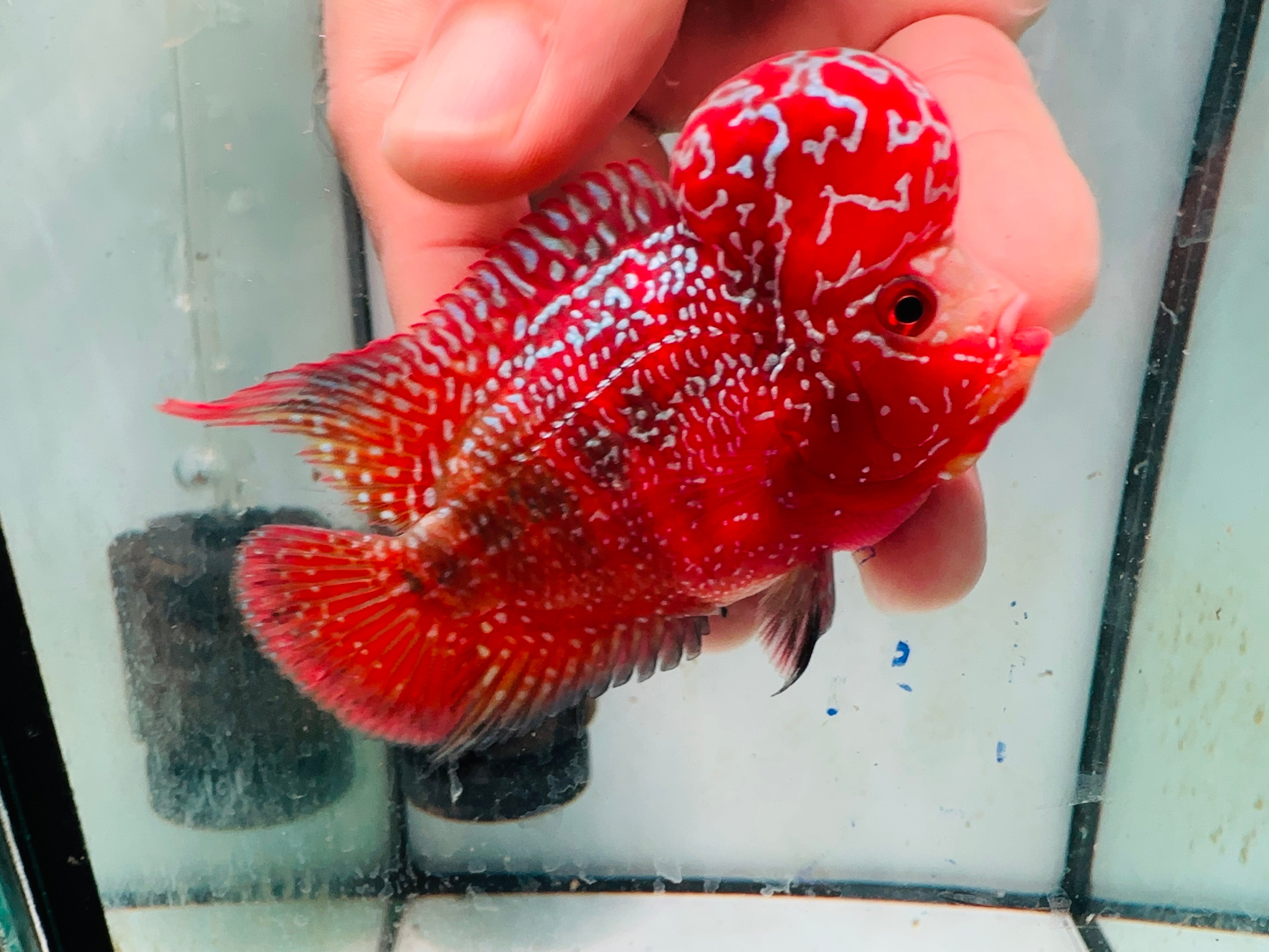 Super Full Red Kamfa Flowerhorn F3 VIP - PNPV 14