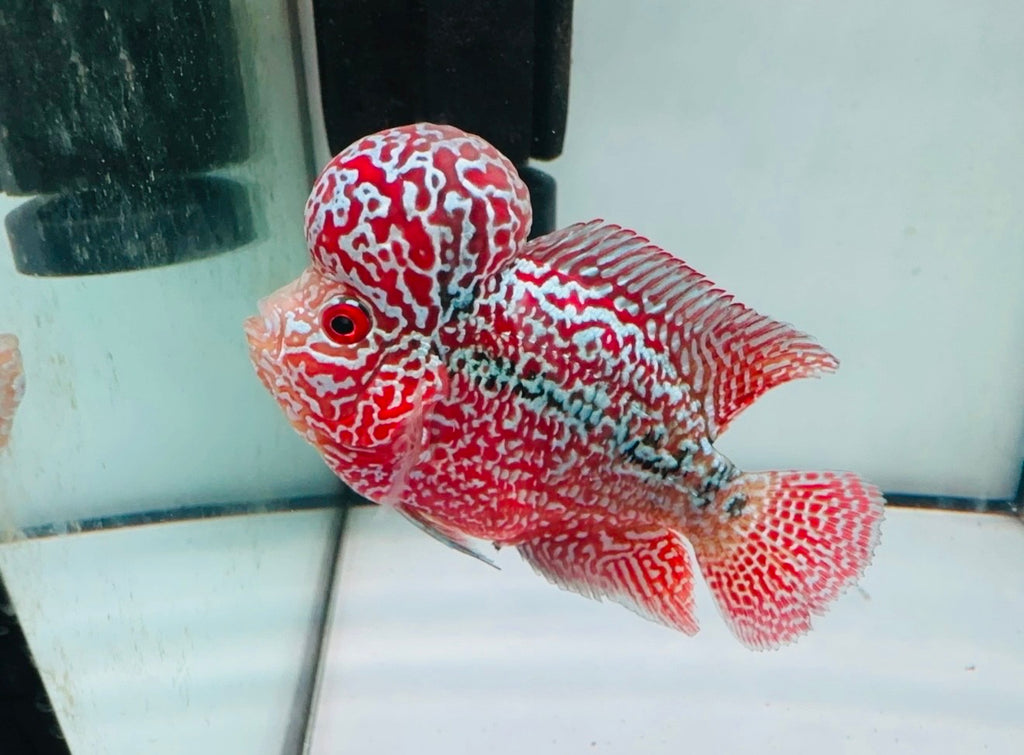 Combo 2 Premium Male Flowerhorn - PNPV High Quality 3inch - Big Kok - Free USA Shipping