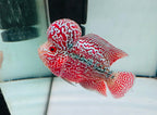 Combo 2 Premium Male Flowerhorn - PNPV High Quality 3inch - Big Kok - Free USA Shipping