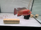 Male Super Red Monkey Flowerhorn Fish For Sale - Small 2-3 inches