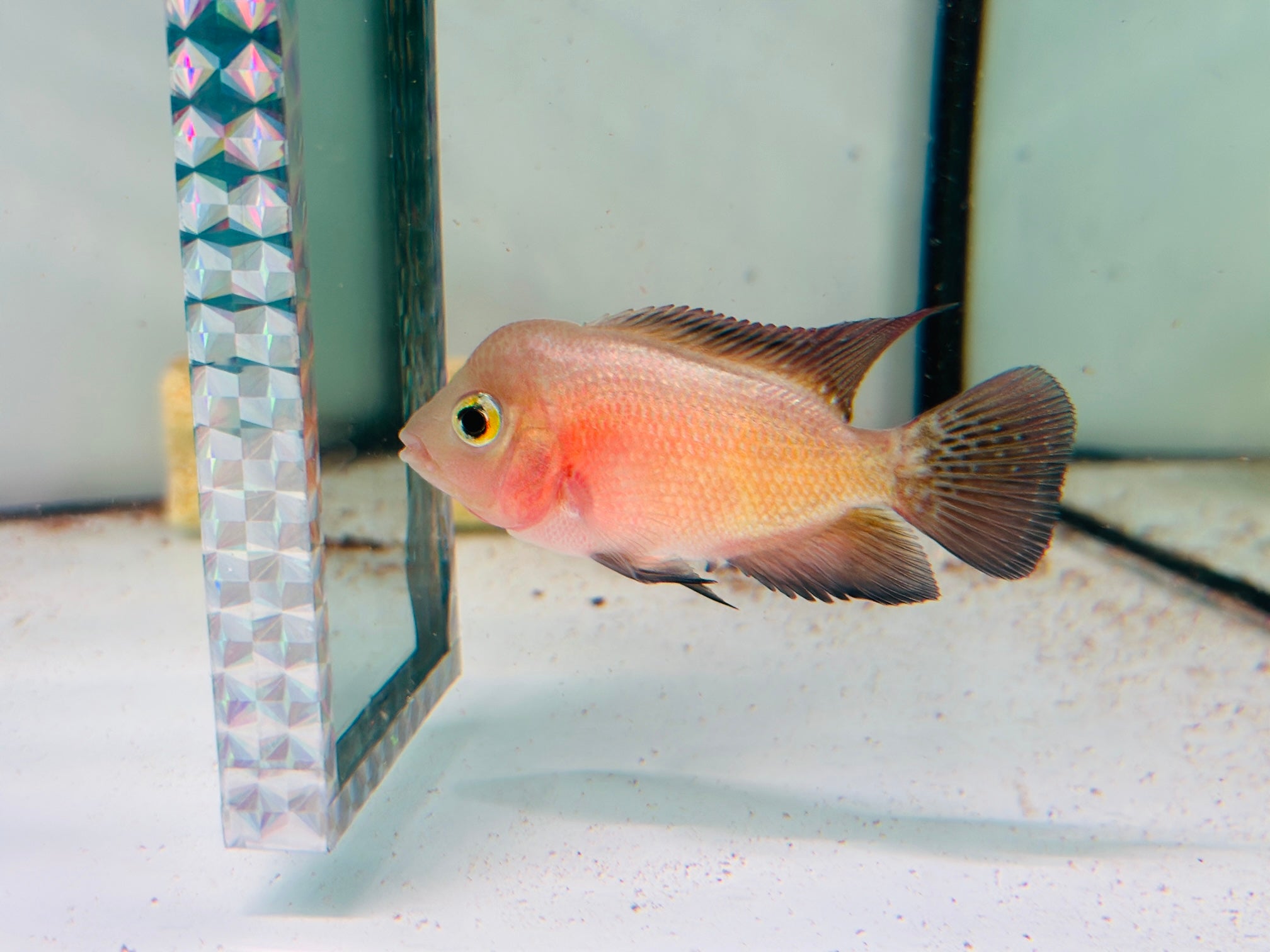 For Sale - Super Red Monkey Juvenile 3.5 inches Flowerhorn Male Fish - ( Big Head at Small Size)