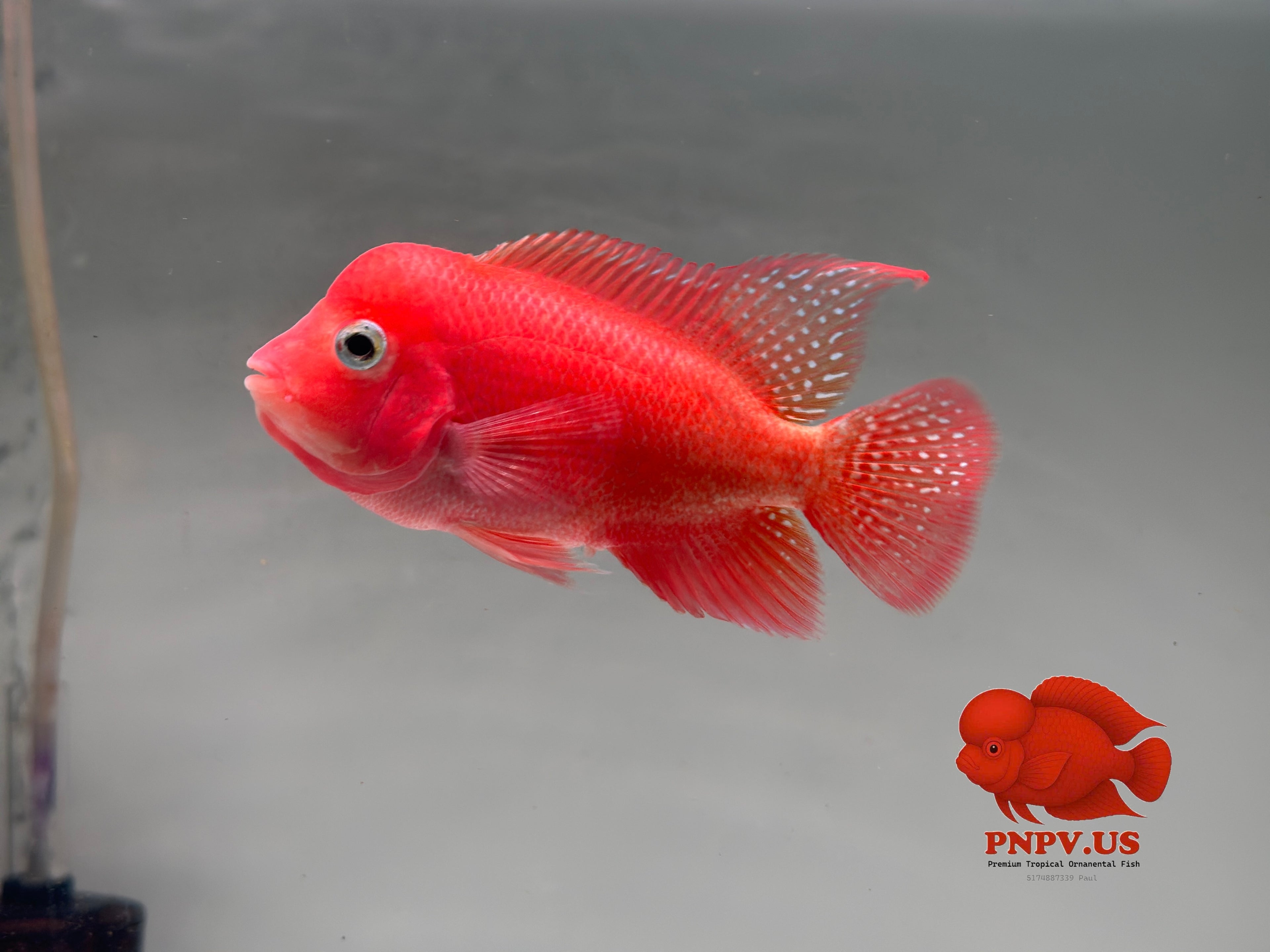 Super Red Monkey 3'' Flowerhorn For Sale In USA - 100% Early Clean-Peeled Red Monkey – Bright Color & Strong Potential
