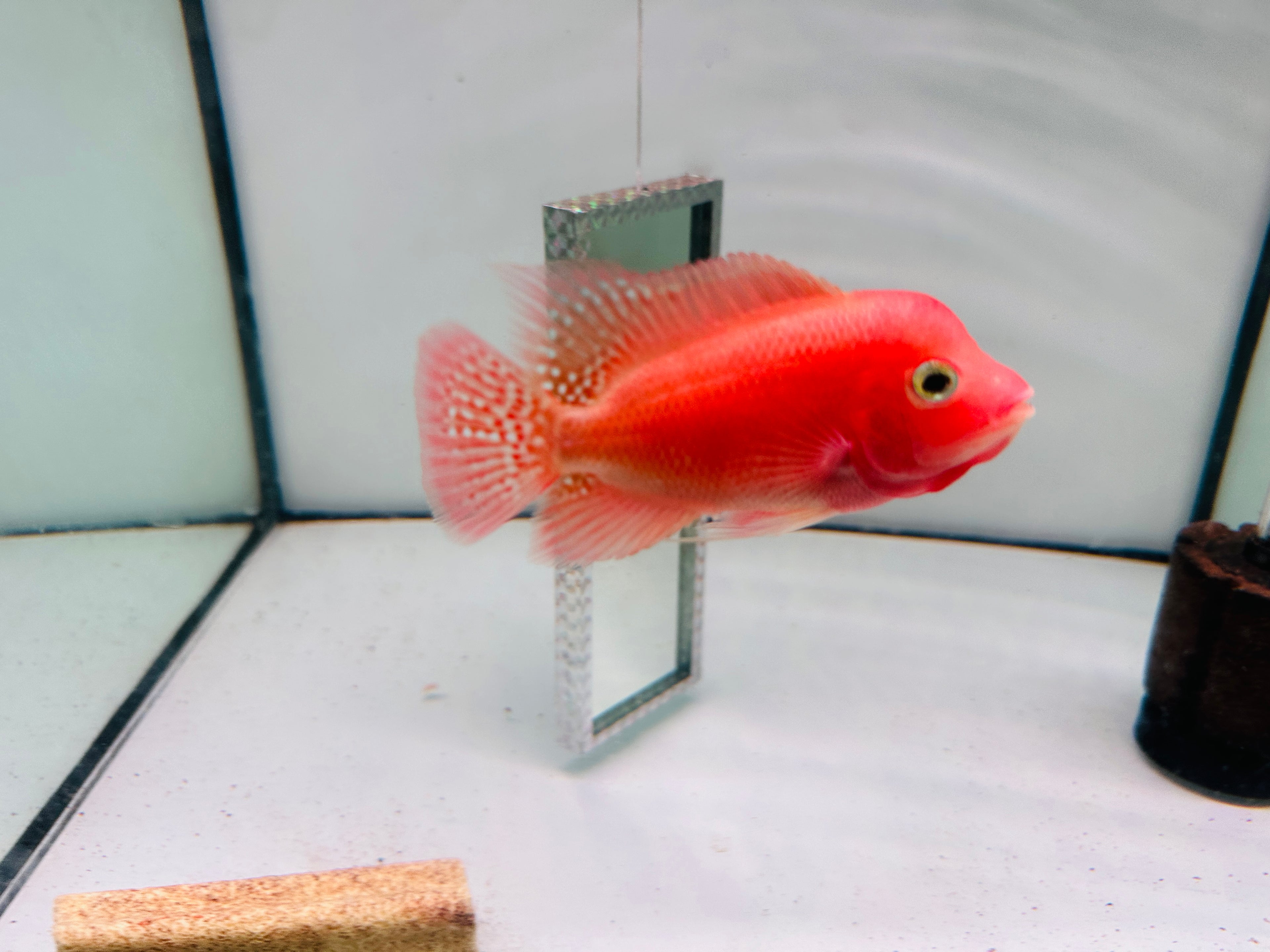 Super Red Monkey 3'' Flowerhorn For Sale In USA - 100% Early Clean-Peeled Red Monkey – Bright Color & Strong Potential