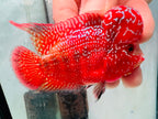 Super Full Red Kamfa Flowerhorn F3 VIP - PNPV 14