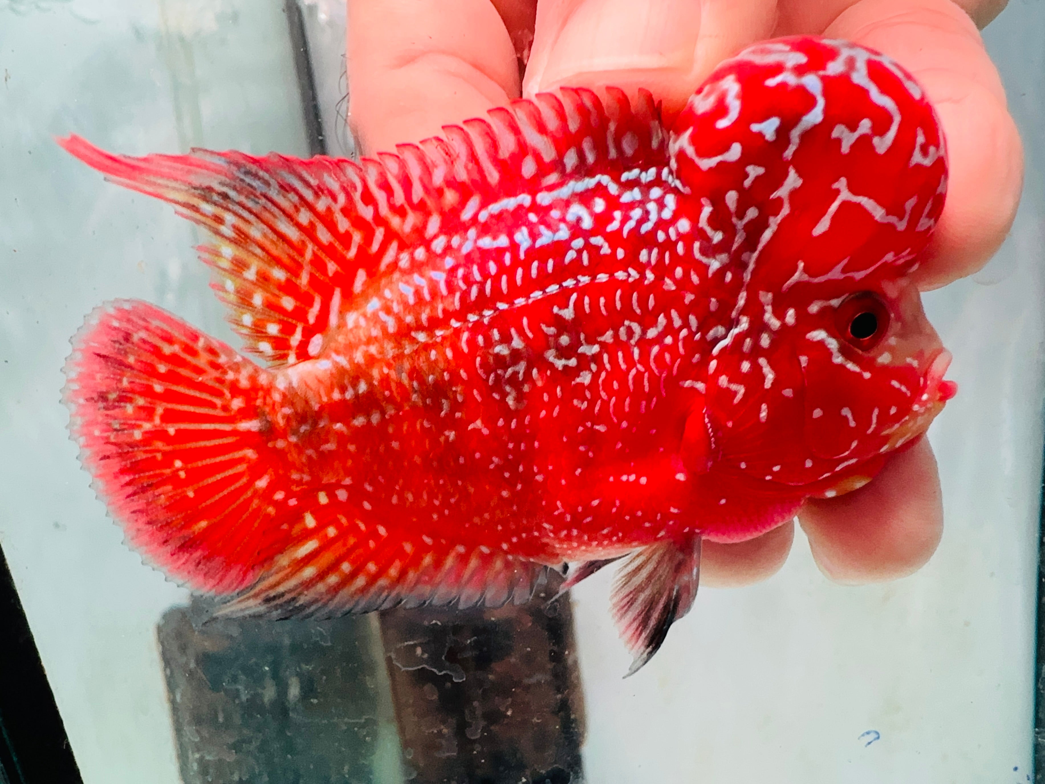 Super Full Red Kamfa Flowerhorn F3 VIP - PNPV 14