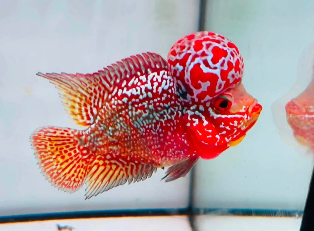 Combo 2 Premium Male Flowerhorn - PNPV High Quality 3inch - Big Kok - Free USA Shipping