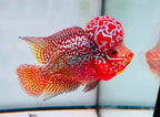 Combo 2 Premium Male Flowerhorn - PNPV High Quality 3inch - Big Kok - Free USA Shipping