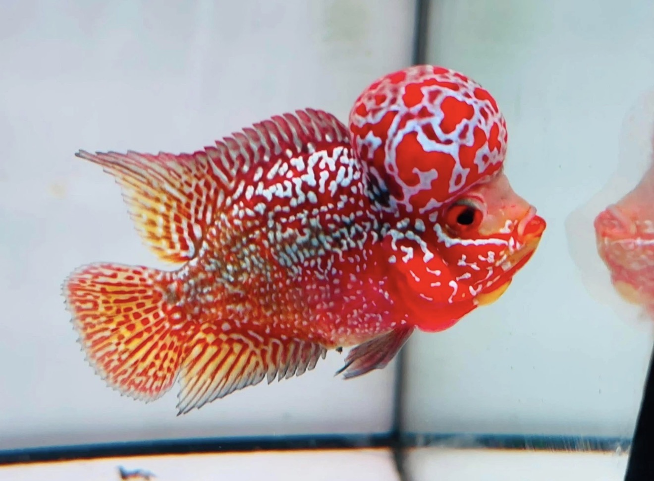 Combo 2 Premium Male Flowerhorn - PNPV High Quality 3inch - Big Kok - Free USA Shipping