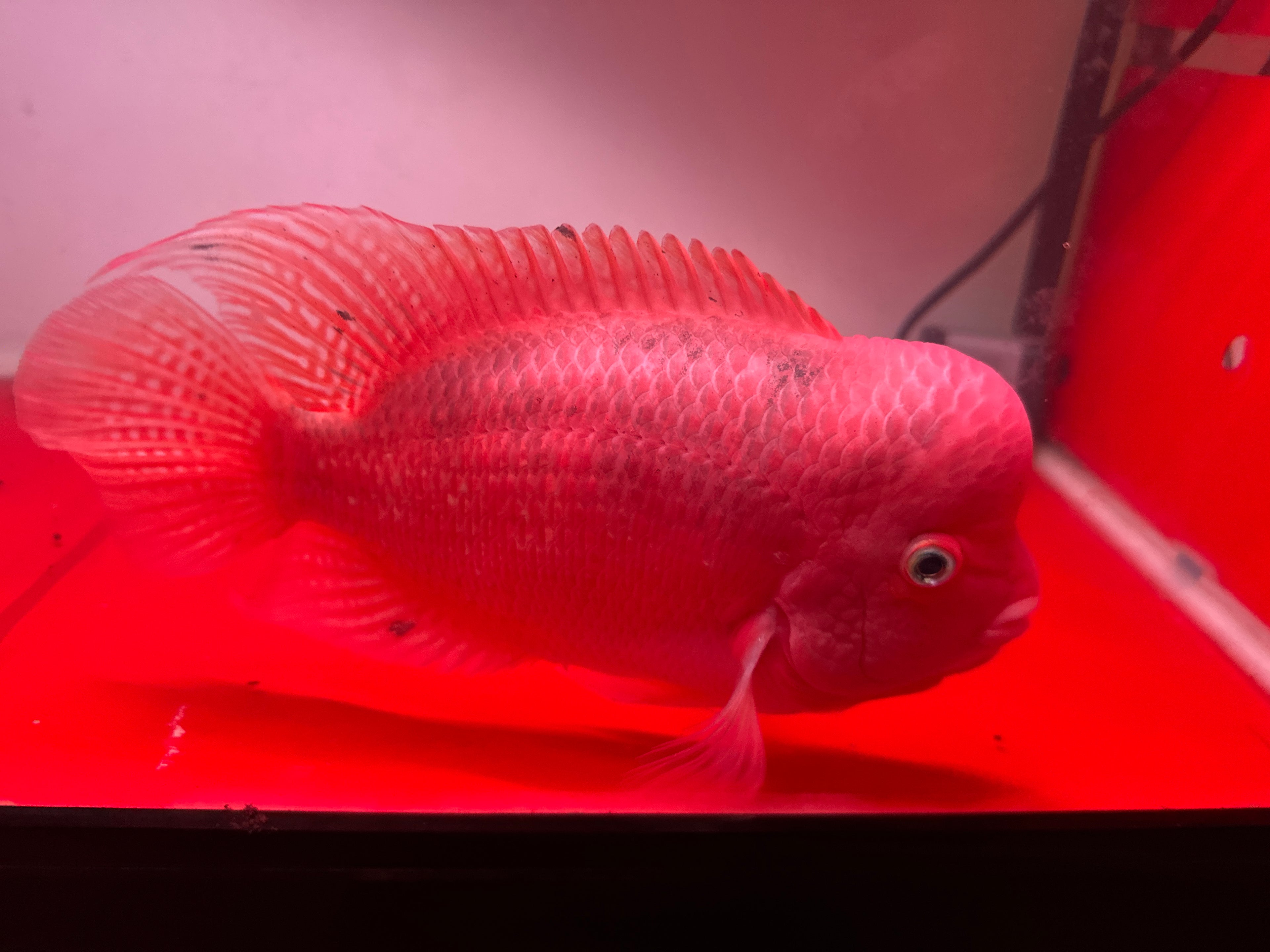 Big Boy Flowehorn - Super Red Kamfa Big Size 25cm - For Sale