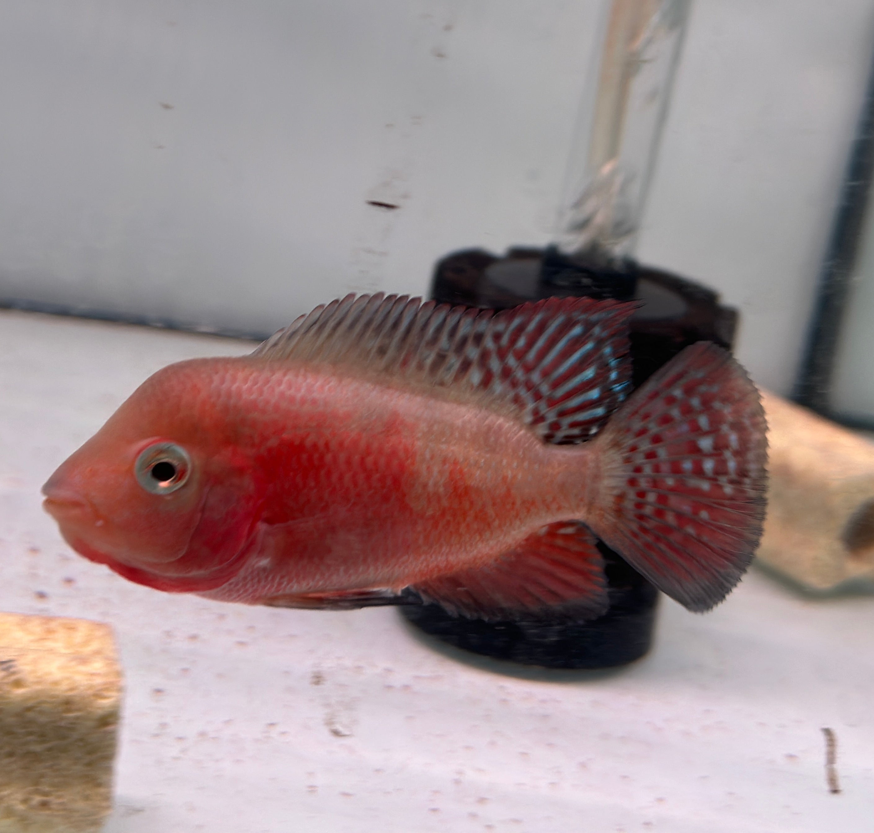 Male Super Red Monkey Flowerhorn Fish For Sale - Small 2-3 inches