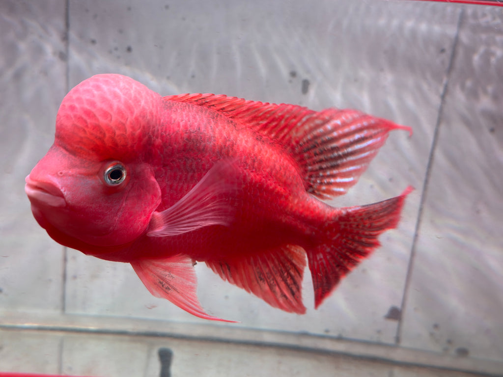 Super Red Monkey Flowerhorn 7–8 inches | Full Red Body | Massive Kok | Premium Grade | PNPV.US