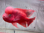 Super Red Monkey Flowerhorn 7–8 inches | Full Red Body | Massive Kok | Premium Grade | PNPV.US