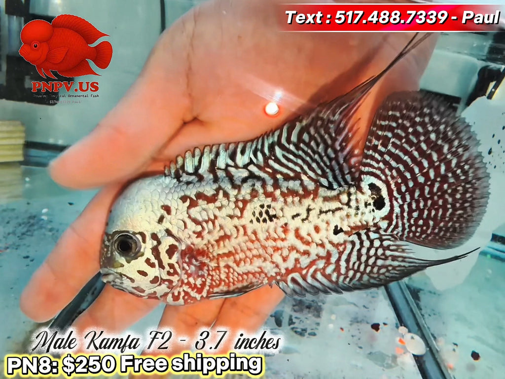 Live Male Kamfa Flowerhorn - PNPV High Quality - Free US Shipping
