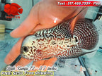 Live Male Kamfa Flowerhorn - PNPV High Quality - Free US Shipping