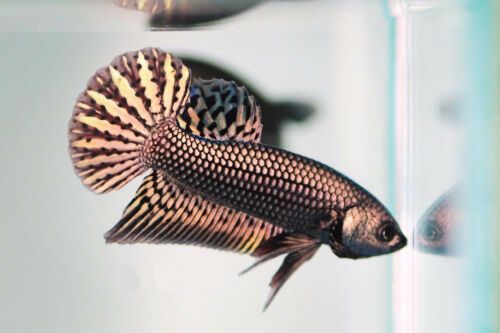 Wild Betta Alien Copper Round Tail PNPV Usa Premium Tropical Aquarium Fish