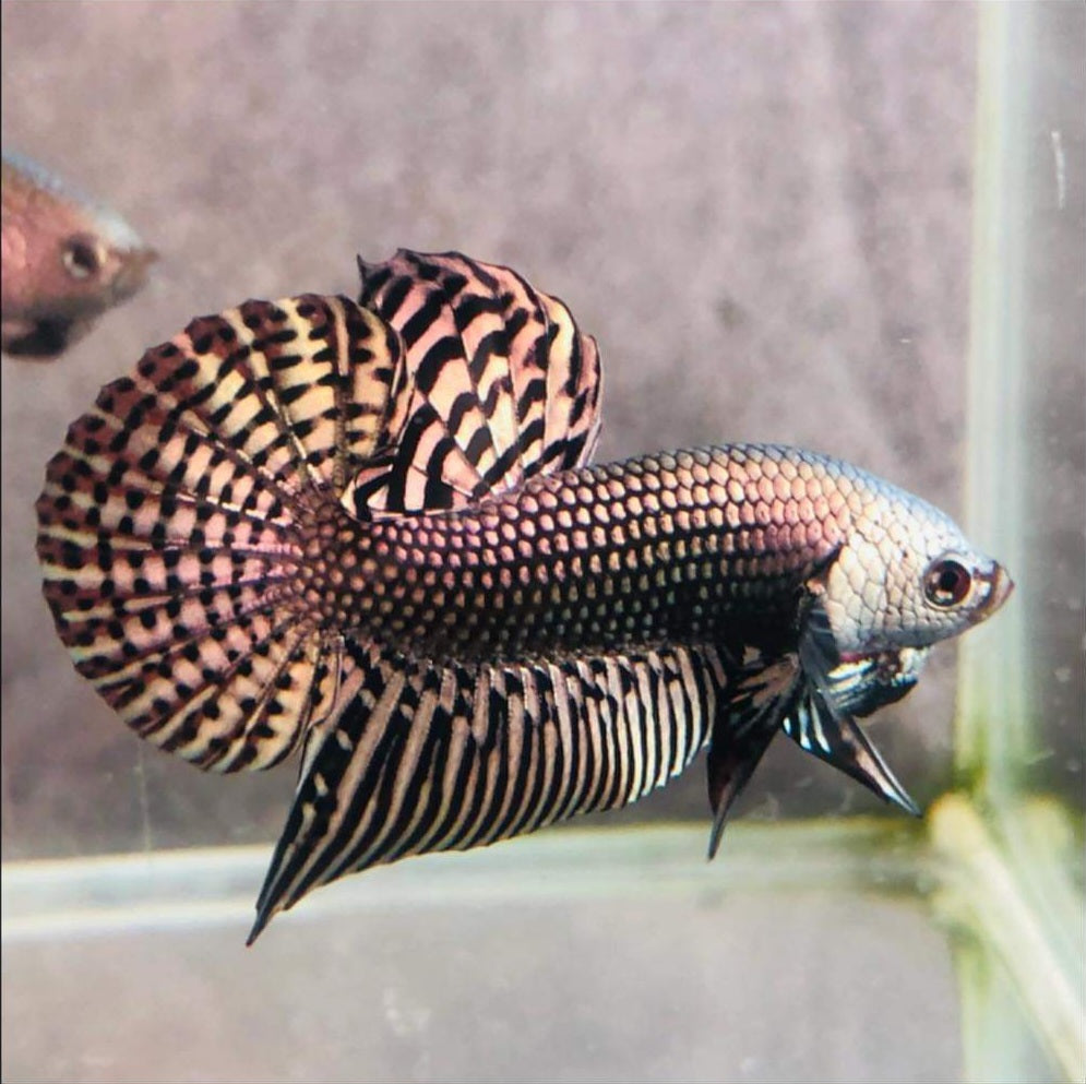 Wild Betta Alien Copper Round Tail PNPV Usa Premium Tropical Aquarium Fish