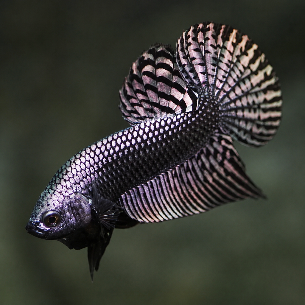 Wild Betta Alien Copper Round Tail PNPV Usa Premium Tropical Aquarium Fish
