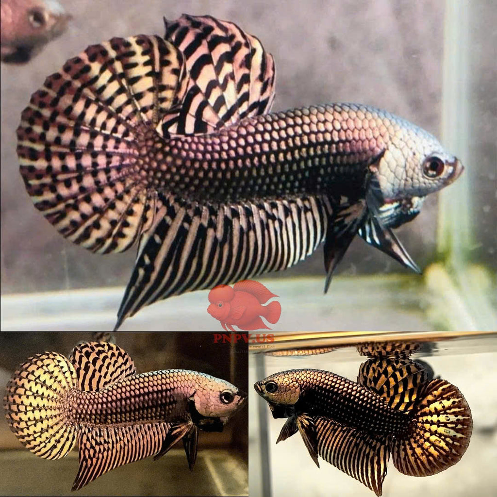 Wild Betta Alien Copper Round Tail PNPV Usa Premium Tropical Aquarium Fish