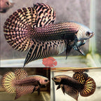 Wild Betta Alien Copper Round Tail PNPV Usa Premium Tropical Aquarium Fish