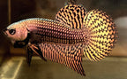Wild Betta Alien Copper Round Tail PNPV Usa Premium Tropical Aquarium Fish