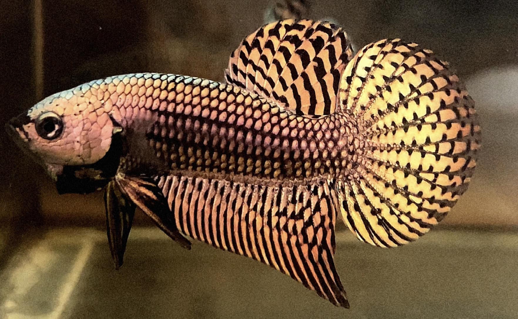 Wild Betta Alien Copper Round Tail PNPV Usa Premium Tropical Aquarium Fish
