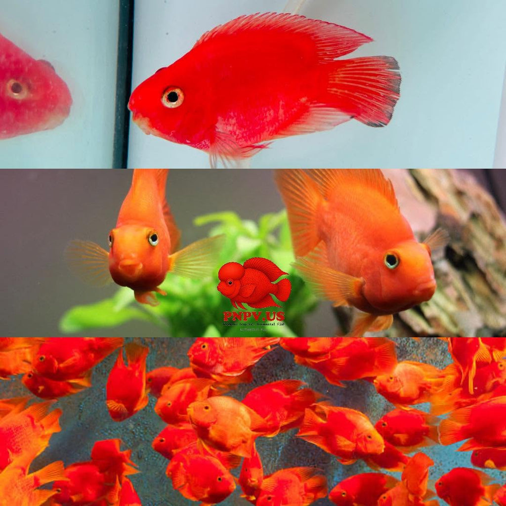 Blood Parrot Cichlid Fry Live Freshwater PNPV Usa Premium Tropical Aquarium Fish