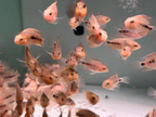 Blood Parrot Cichlid Fry Live Freshwater PNPV Usa Premium Tropical Aquarium Fish