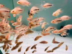 Blood Parrot Cichlid Fry Live Freshwater PNPV Usa Premium Tropical Aquarium Fish
