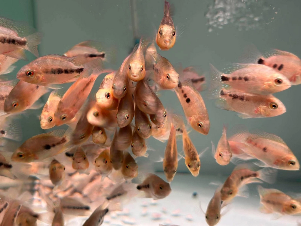 Blood Parrot Cichlid Fry Live Freshwater PNPV Usa Premium Tropical Aquarium Fish