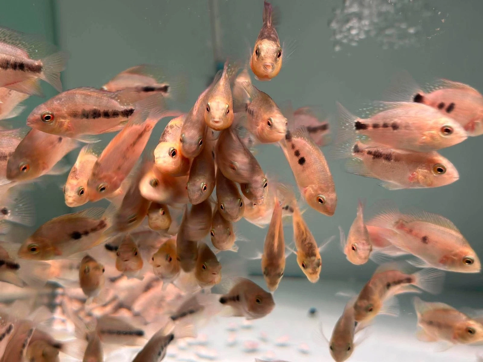 Blood Parrot Cichlid Fry Live Freshwater PNPV Usa Premium Tropical Aquarium Fish