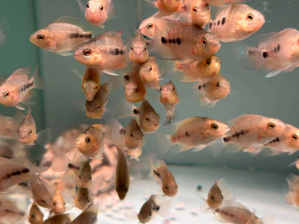 Blood Parrot Cichlid Fry Live Freshwater PNPV Usa Premium Tropical Aquarium Fish
