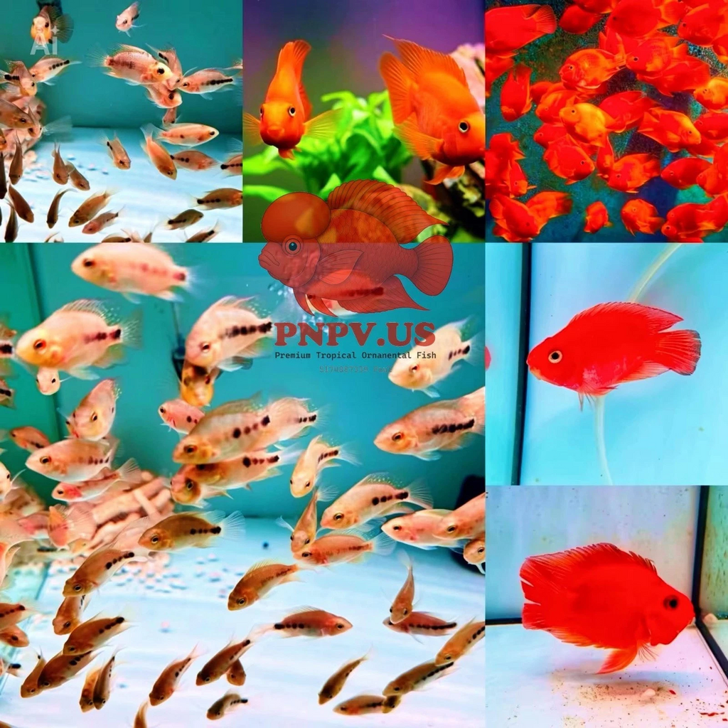 Blood Parrot Cichlid Fry Live Freshwater PNPV Usa Premium Tropical Aquarium Fish