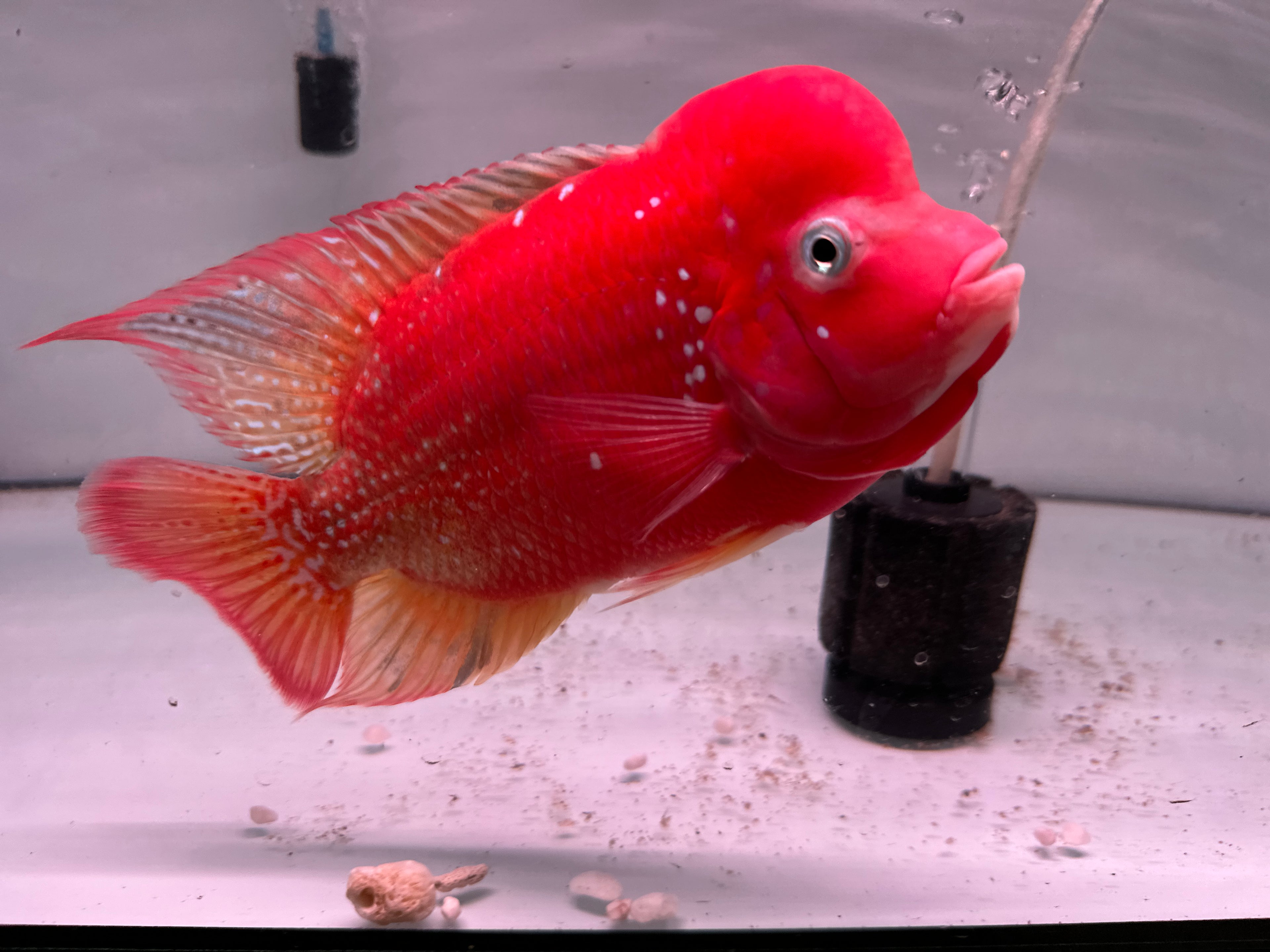 Super Red Kamfa F1 Fully Peeled Golden Base 6.5 inches