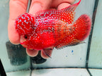 Super Full Red Kamfa Flowerhorn F3 VIP - PNPV 14
