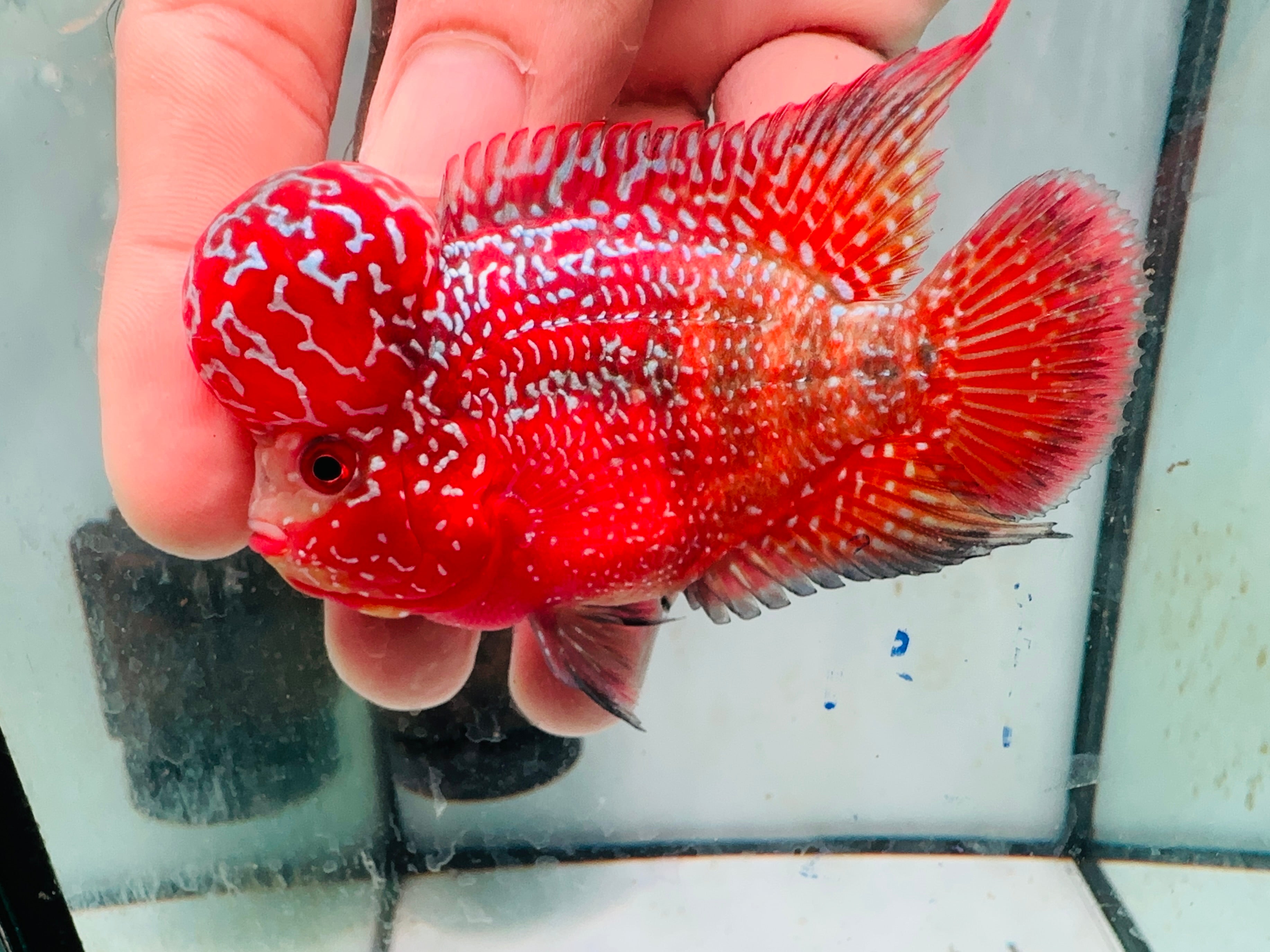 Super Full Red Kamfa Flowerhorn F3 VIP - PNPV 14