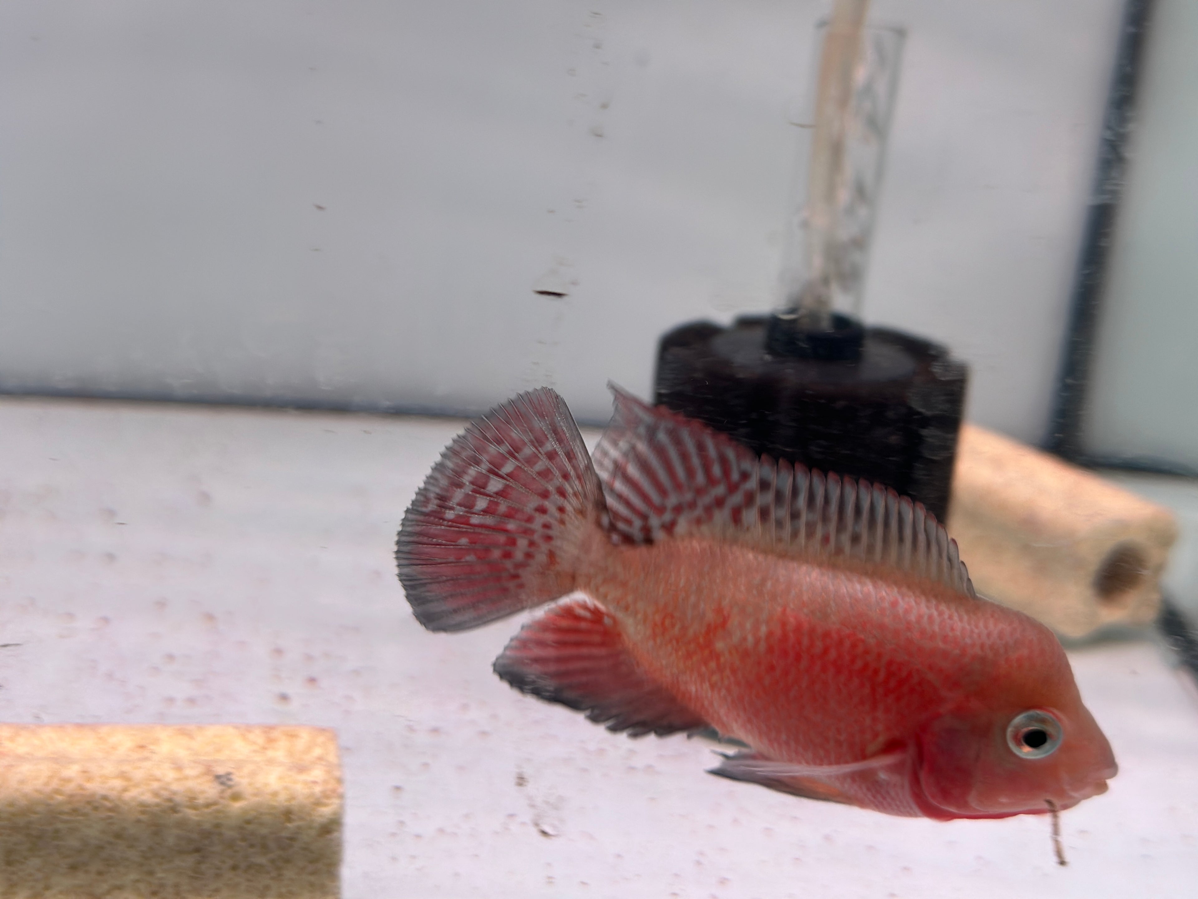 Male Super Red Monkey Flowerhorn Fish For Sale - Small 2-3 inches