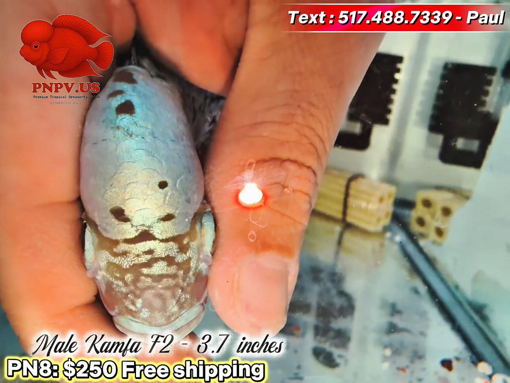 Live Male Kamfa Flowerhorn - PNPV High Quality - Free US Shipping