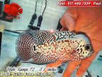 Live Male Kamfa Flowerhorn - PNPV High Quality - Free US Shipping