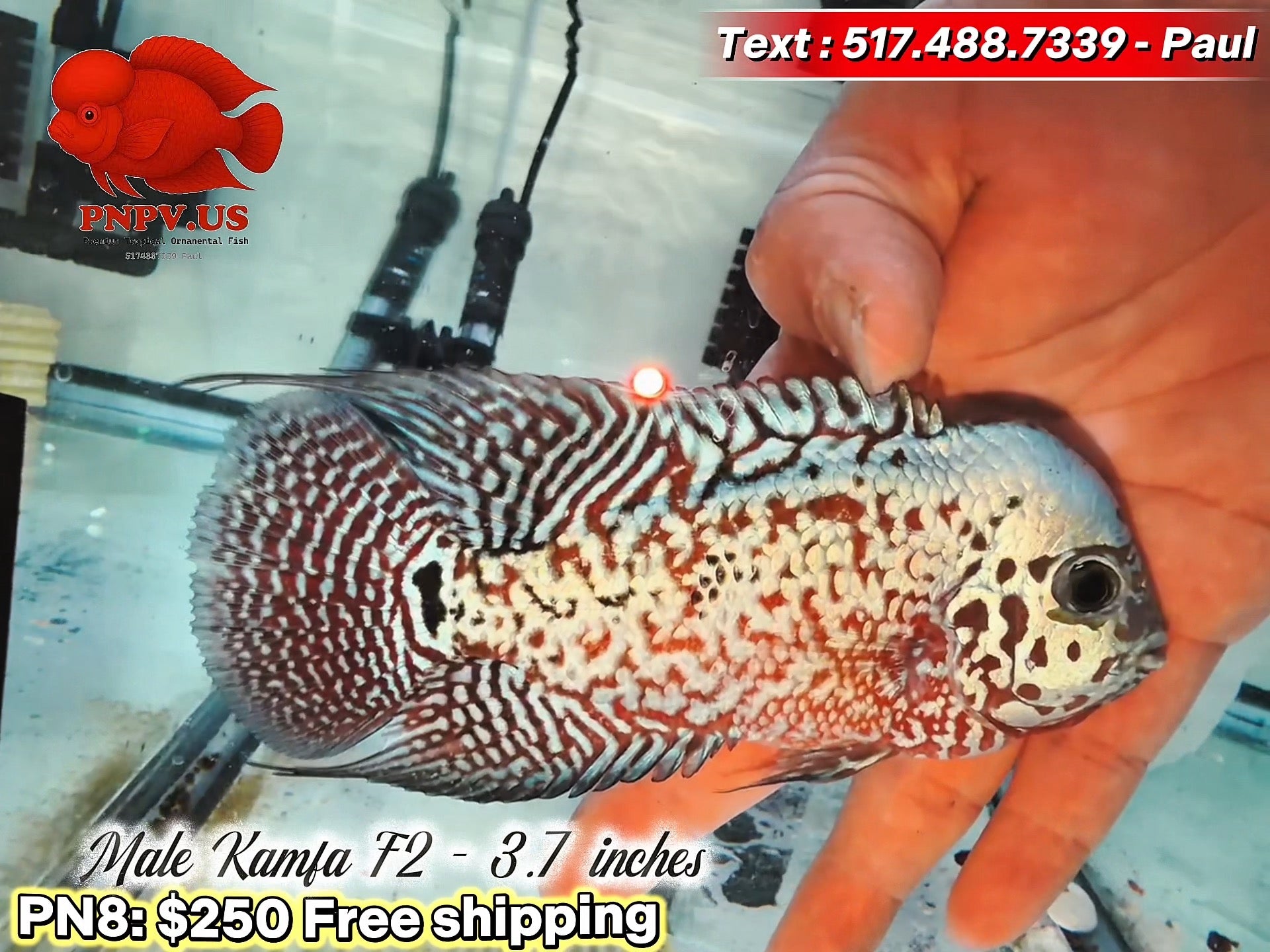 Live Male Kamfa Flowerhorn - PNPV High Quality - Free US Shipping