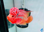 Combo 2 Premium Male Flowerhorn - PNPV High Quality 3inch - Big Kok - Free USA Shipping