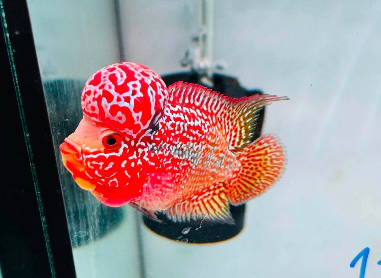 Combo 2 Premium Male Flowerhorn - PNPV High Quality 3inch - Big Kok - Free USA Shipping