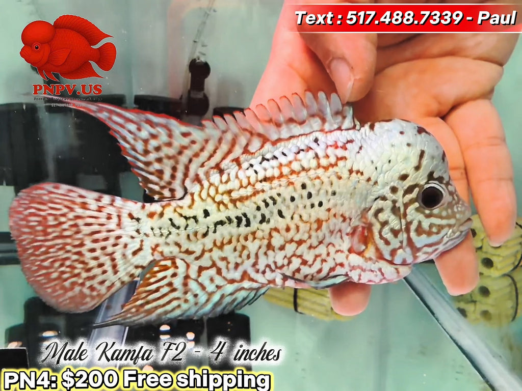 Premium Male Kamfa Flowerhorn - PNPV High Quality- Free USA Shipping