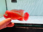Super Red Monkey VIP Flowerhorn Small Size 2.5 inches - Big Head & Good Color