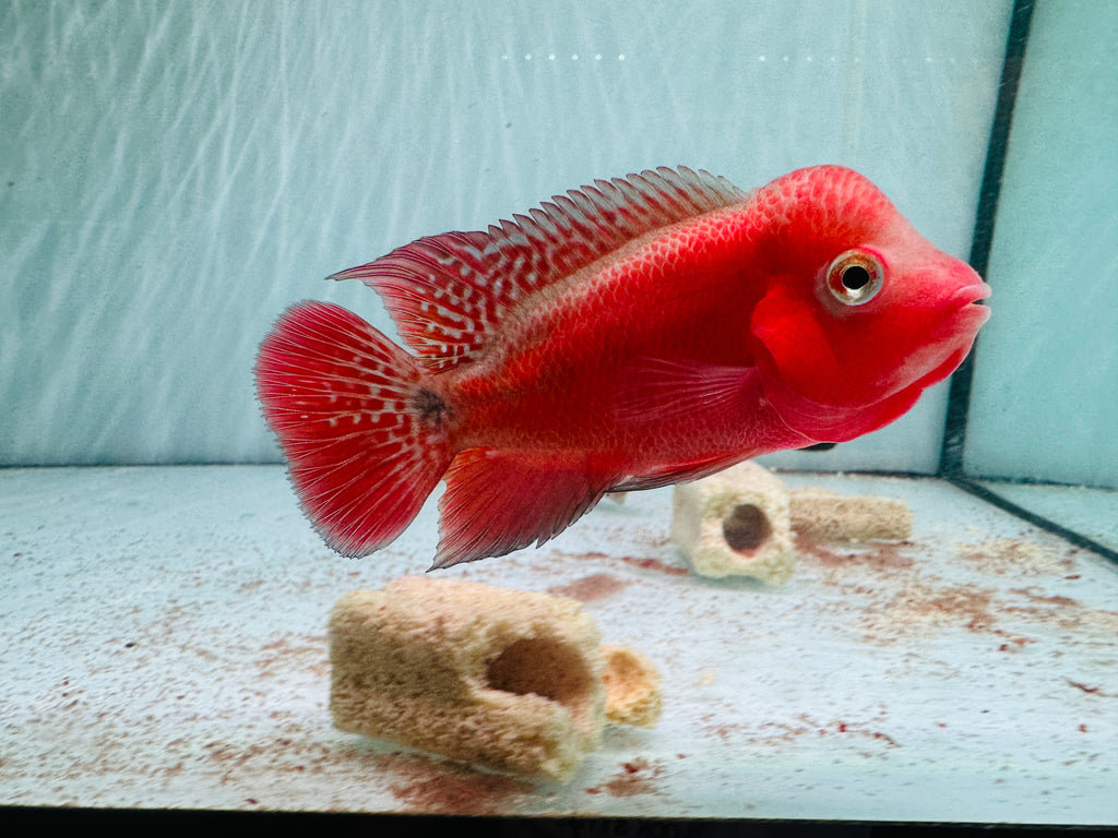 Super Red Monkey VIP Flowerhorn Small Size 2.5 inches - Big Head & Good Color